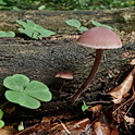 Grote bloedsteelmycena